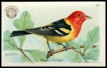 15 Western Tanager